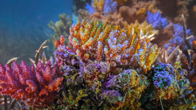 Action collective pour les coraux protecteurs d'océan