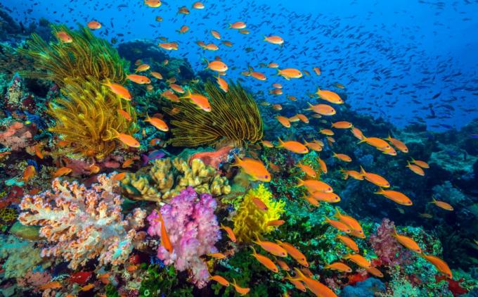Action collective pour les coraux Océan-protecteurs